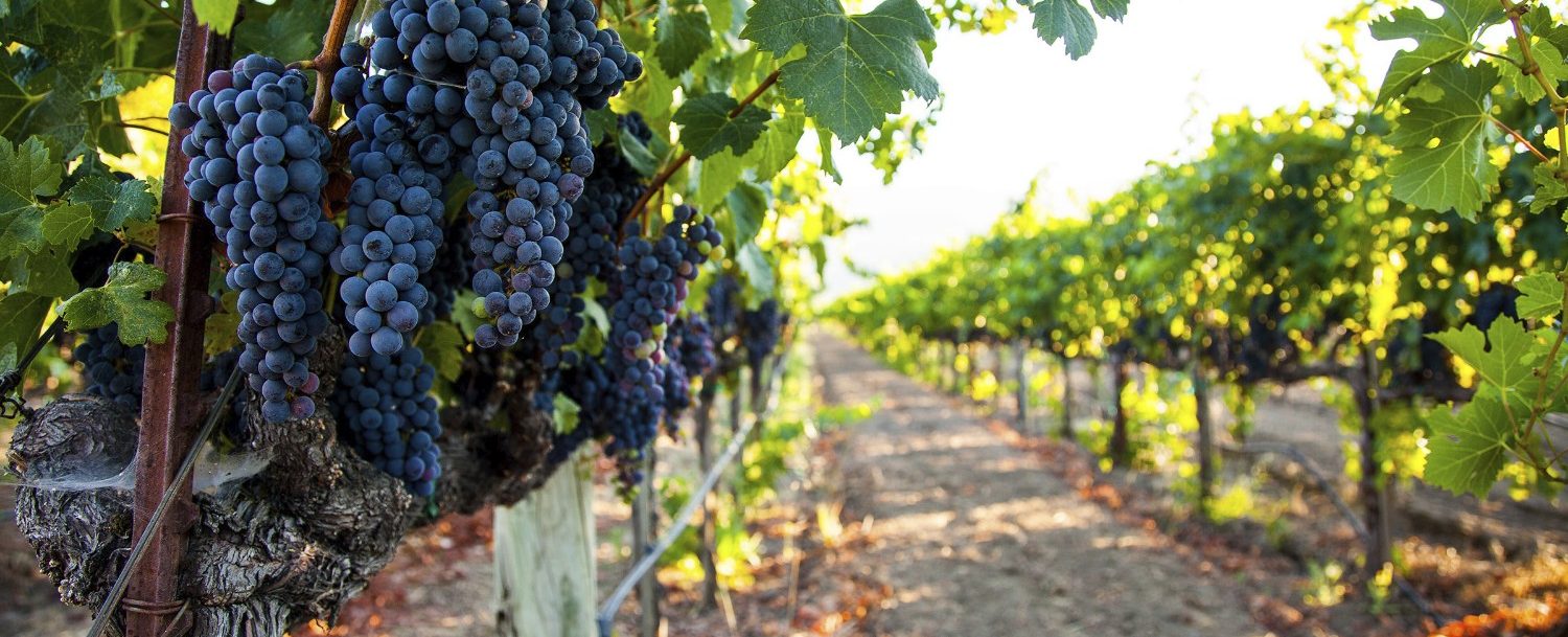 3 Reasons Why You Need to Visit Sanctuary Vineyards Shoreline OBX