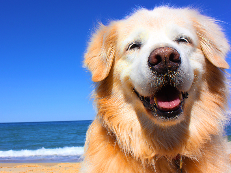browse pet-friendly Outer Banks vacation rentals