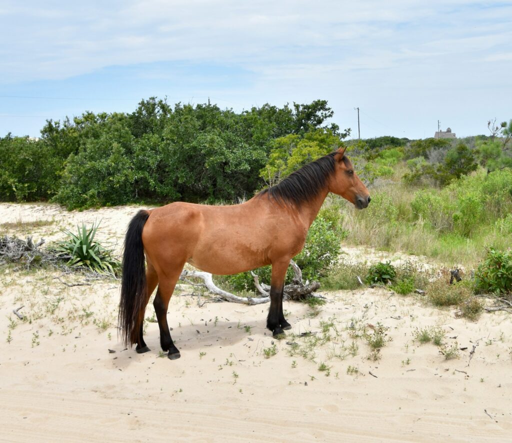 Corolla wild horses