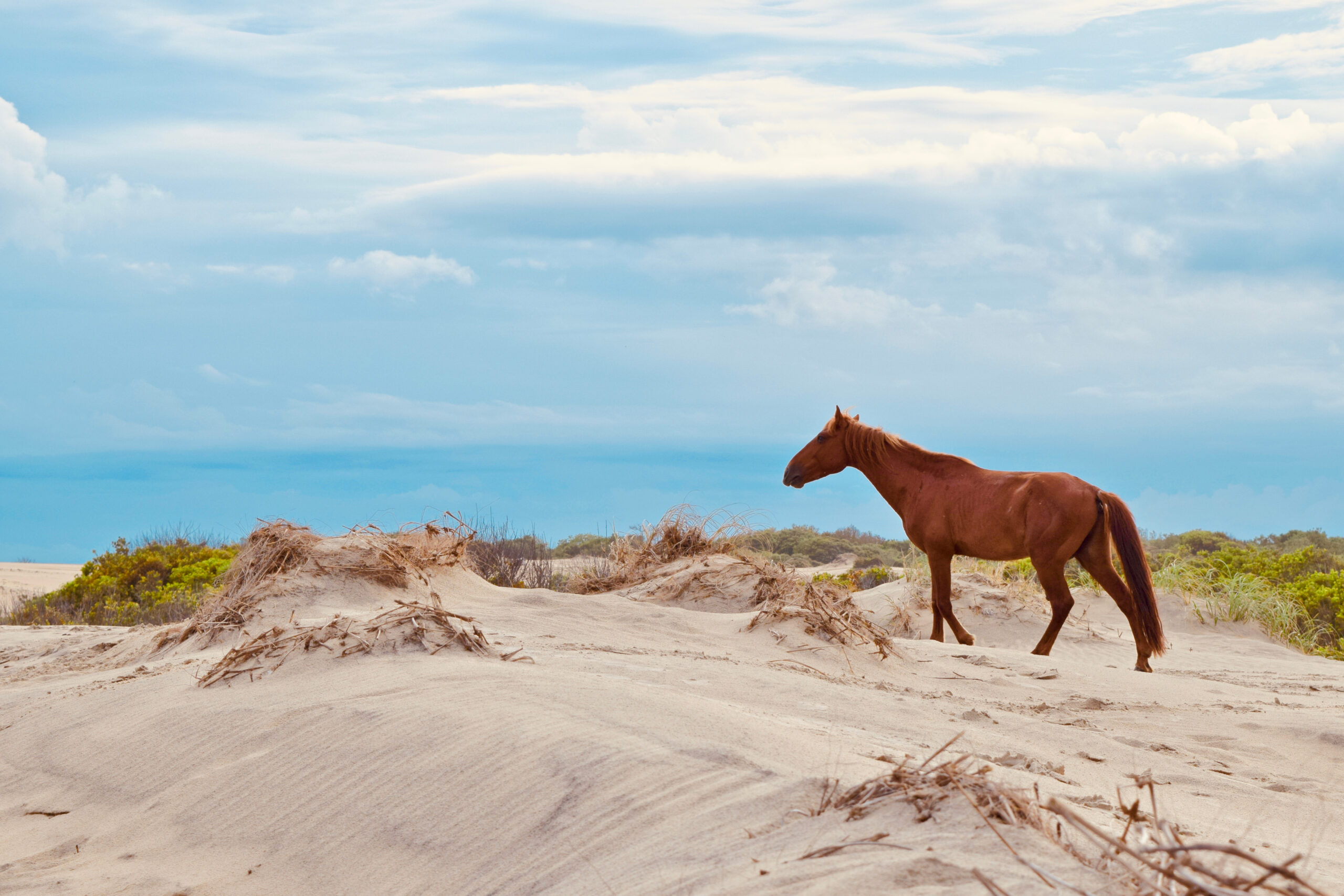Corolla Vacation Rentals - Corolla Wild Horses