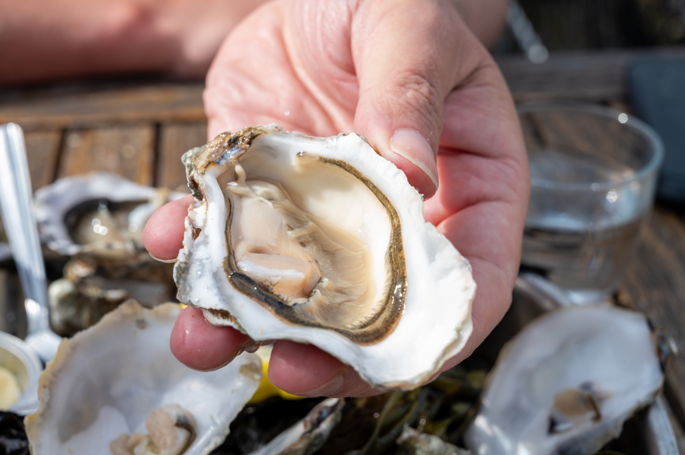 outer banks oyster farms