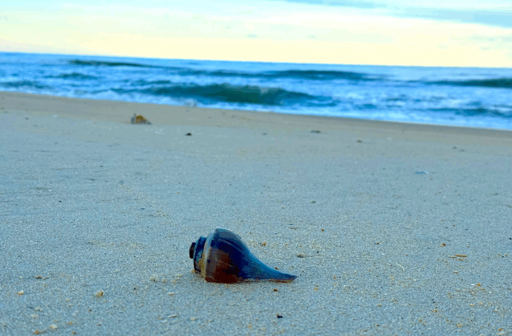 Outer Banks in January: Top Winter Activities & Travel Tips -- shell